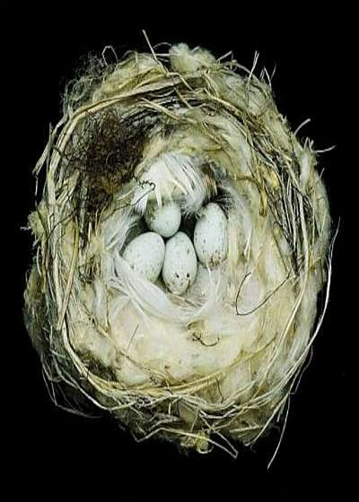 Nests: Fifty Nests and the Birds That Built Them, Hardcover