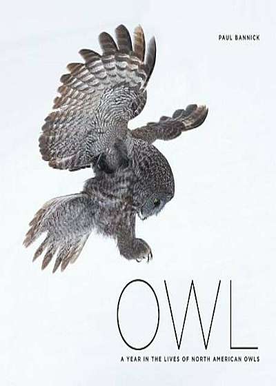 Owl: A Year in the Lives of North American Owls, Hardcover