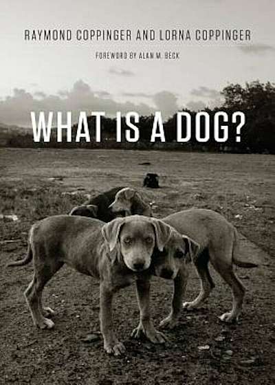 What Is a Dog', Paperback