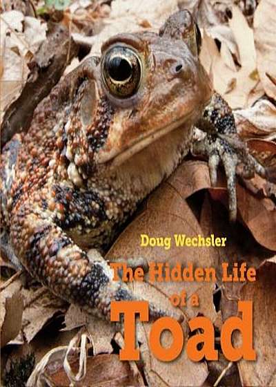 The Hidden Life of a Toad, Hardcover