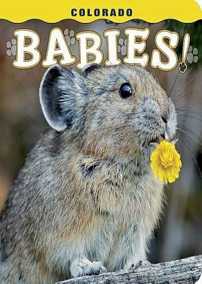 Colorado Babies!, Hardcover
