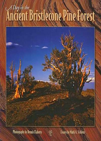A Day in the Ancient Bristlecone Pine Forest, Paperback
