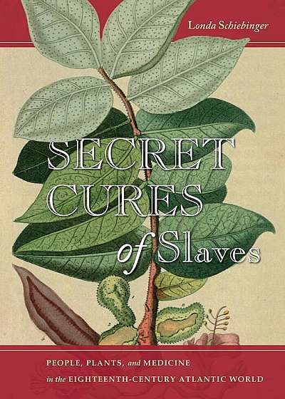Secret Cures of Slaves: People, Plants, and Medicine in the Eighteenth-Century Atlantic World, Paperback