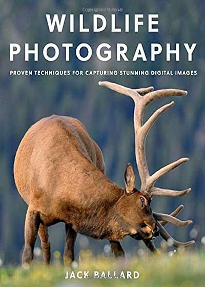 Wildlife Photography: Proven Techniques for Capturing Stunning Digital Images, Paperback