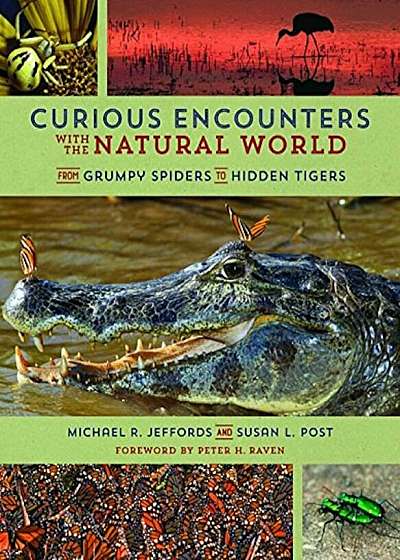 Curious Encounters with the Natural World: From Grumpy Spiders to Hidden Tigers, Paperback