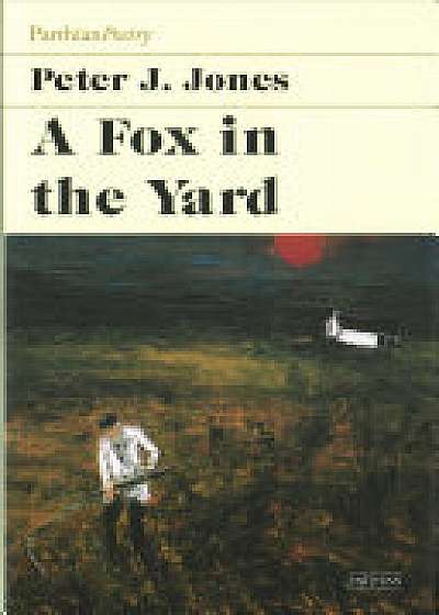 Fox in the Yard