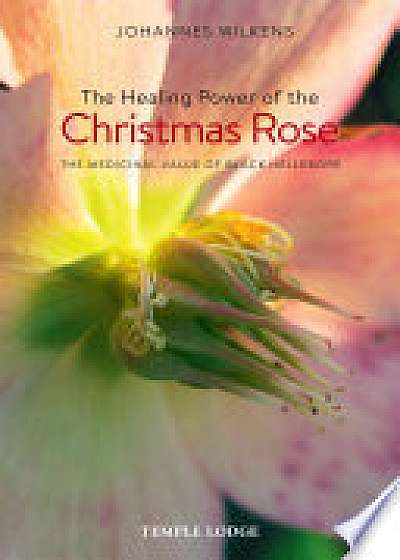 The Healing Power of the Christmas Rose