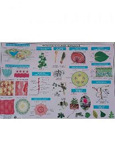 Plansa Biologie scolara - Botanica