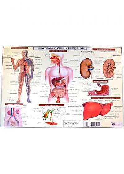 Anatomia omului - plansa nr.2