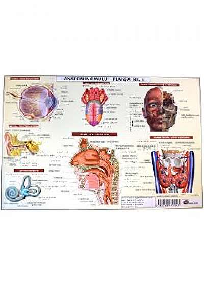 Anatomia omului - plansa nr.1