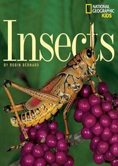 Insects, Paperback/Robin Bernard