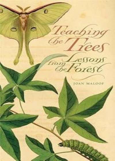 Teaching the Trees: Lessons from the Forest, Paperback/Joan Maloof