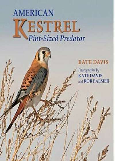 American Kestrel: Pint-Sized Predator, Paperback/Kate Davis