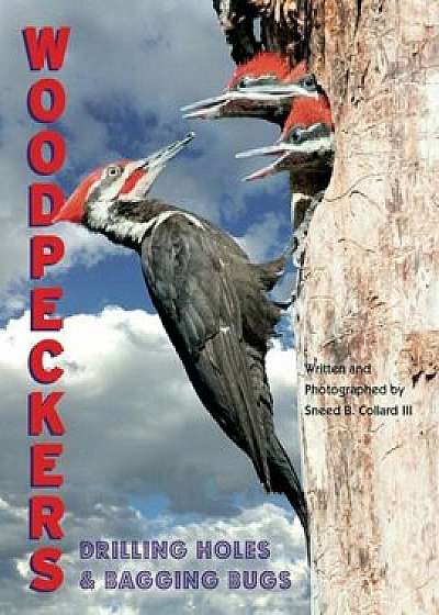 Woodpeckers: Drilling Holes and Bagging Bugs, Hardcover/Sneed Collard