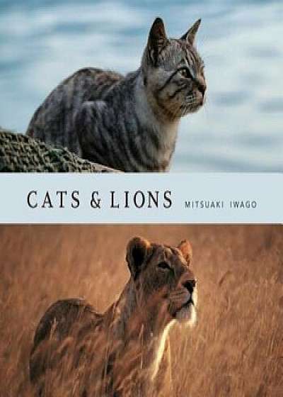 Cats & Lions, Hardcover/Mitsuaki Iwago