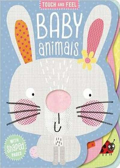 Board Book Touch and Feel Baby Animals/Clare Fennell