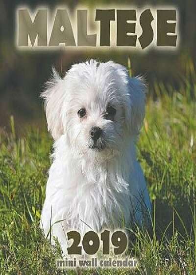 Maltese 2019 Mini Wall Calendar, Paperback/Over the Wall Dogs