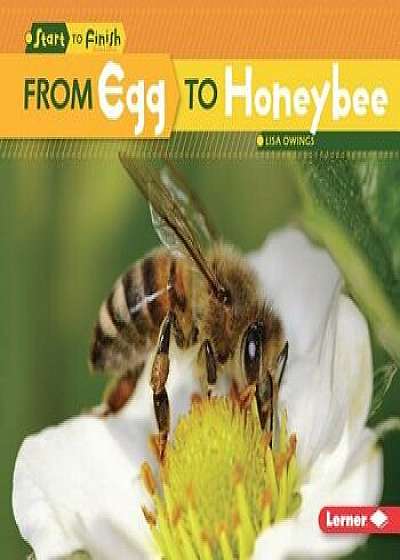 From Egg to Honeybee/Lisa Owings