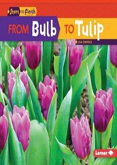 From Bulb to Tulip, Paperback/Lisa Owings