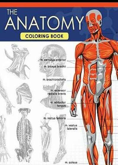 The Anatomy Coloring Book: A Complete Study Guide (9th Edition), Paperback/Dr Jessica C. Flynn
