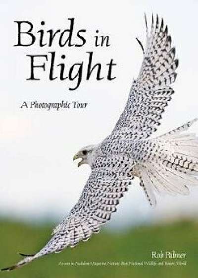 Birds in Flight: A Visual Essay, Paperback/Rob Palmer