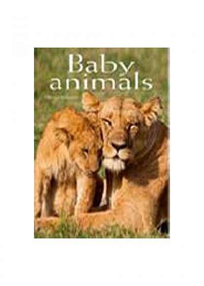 Coperta cărții Baby Animals. Pocket Book