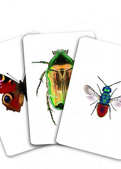 Carti de joc Montessori - Insecte din Romania