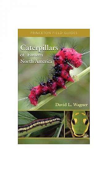 Caterpillars of Eastern North America: A Guide to Identification and Natural History