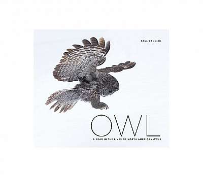 Owl: A Year in the Life of North American Owls