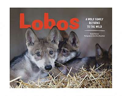 Lobos: A Wolf Family Returns to the Wild