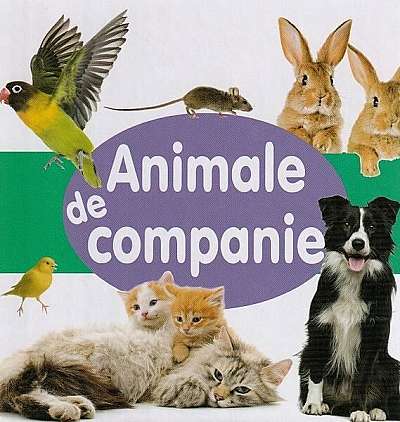 Coperta cărții Animale de companie - Board book - Flamingo