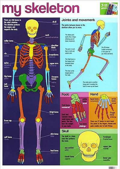 Coperta cărții My Skeleton Wallchart