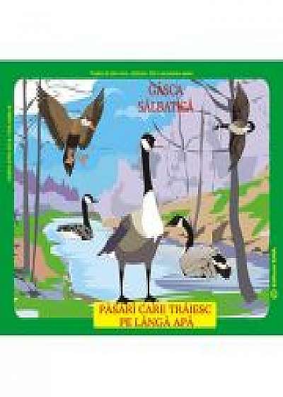 Coperta cărții Pasari din fauna Romaniei care traiesc pe langa ape - Istina Mirescu